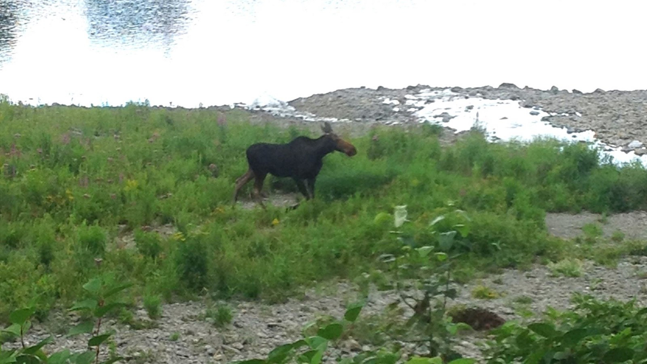 Un bel orignal en visite à Beauceville