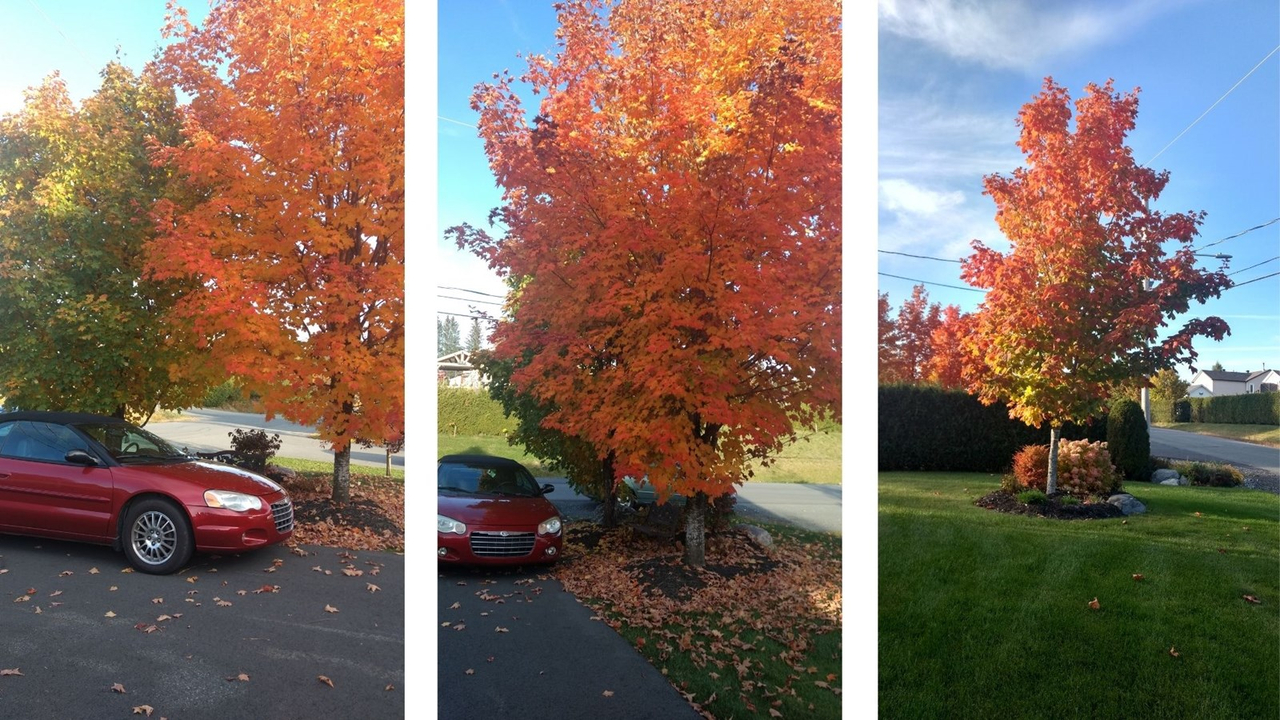 Photorama 2 : l'automne tout en couleur !