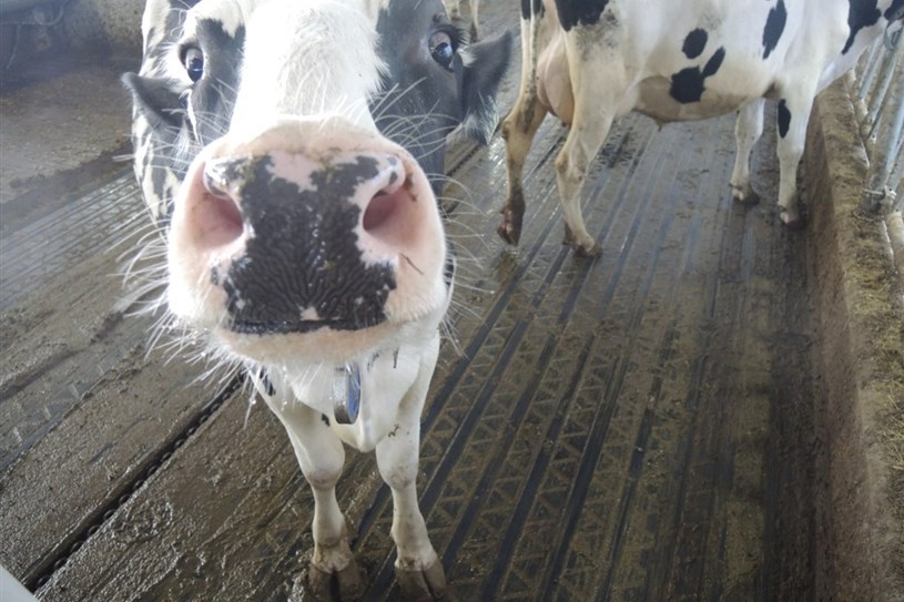 Des fermes ouvrent leurs portes à la population dans Chaudière-Appalaches