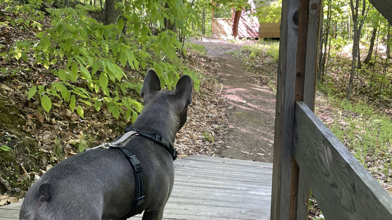 Où se promener avec son chien en Chaudière-Appalaches ?