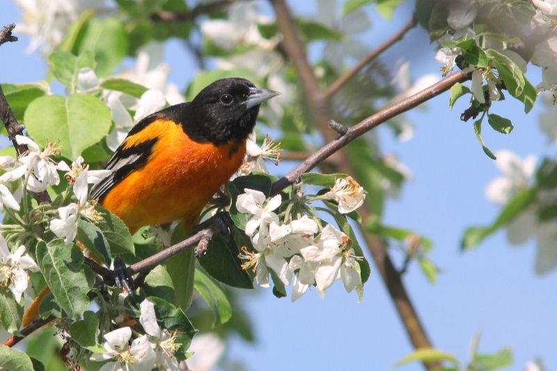 Découvrir les oiseaux qui nous entourent