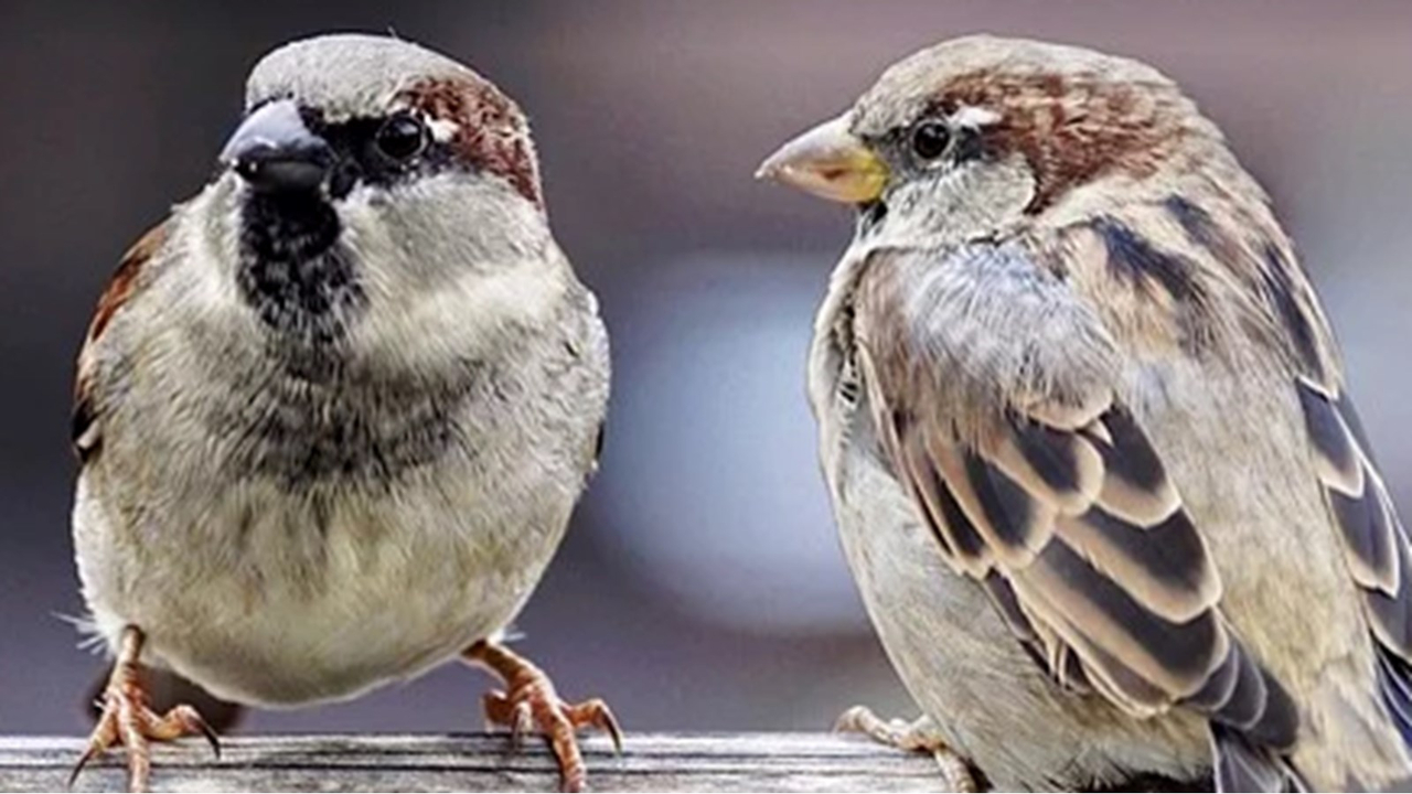 L’organisme Conservation nature Canada (CNC) suggère de réutiliser le sapin de Noël en le plaçant autour de la maison pour ainsi procurer un abri aux oiseaux et les protéger des intempéries et du froid 
