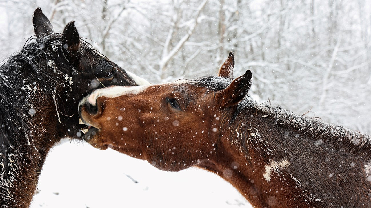 Un couple de chevaux recouvert de neige, aperçus au coin de la montée Poirier et Ste-Angélique à Saint-Lazare en train de se bécoter.