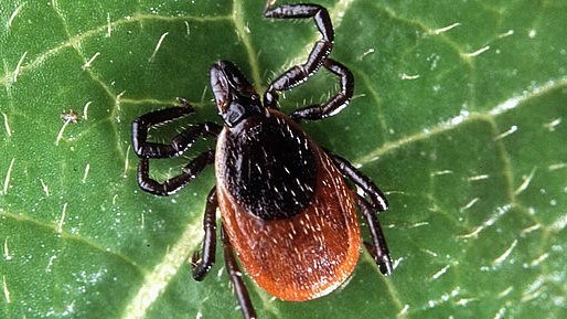 La maladie de Lyme gagne du terrain