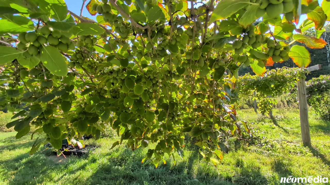 EN VIDÉO : Le mini-kiwi, un fruit surprenant cultivé à Rigaud