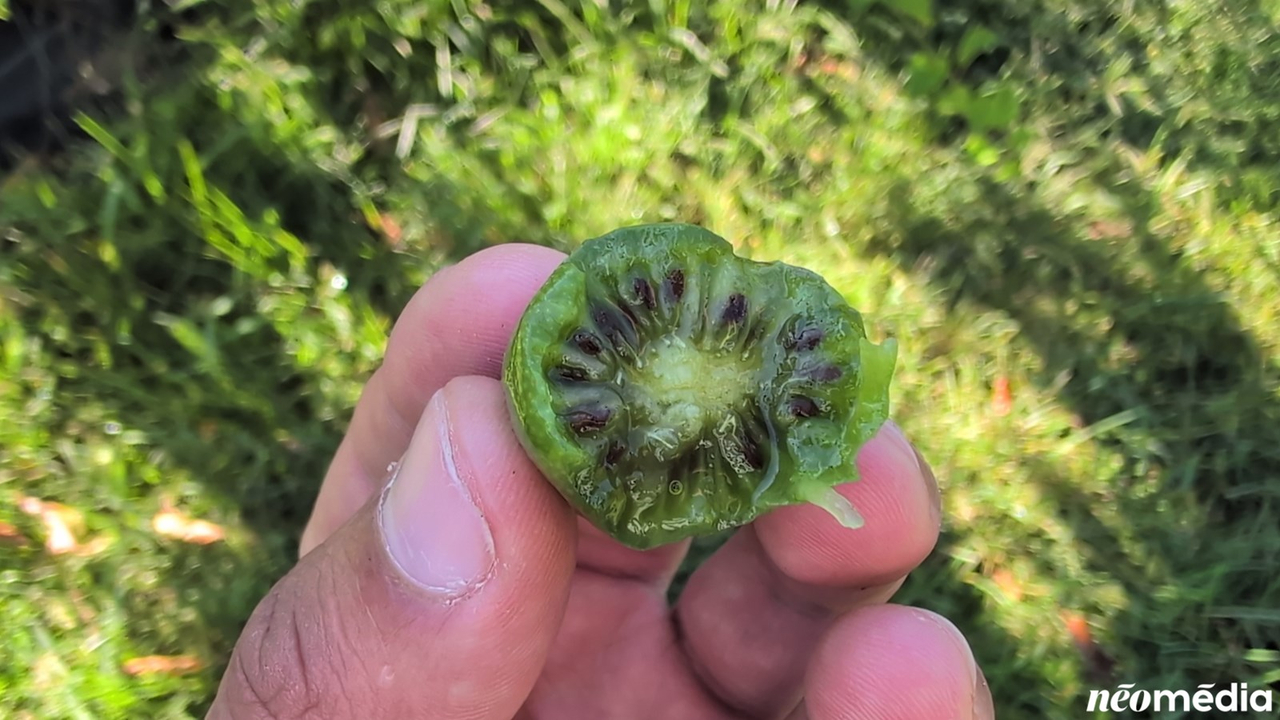 EN VIDÉO : Le mini-kiwi, un fruit surprenant cultivé à Rigaud