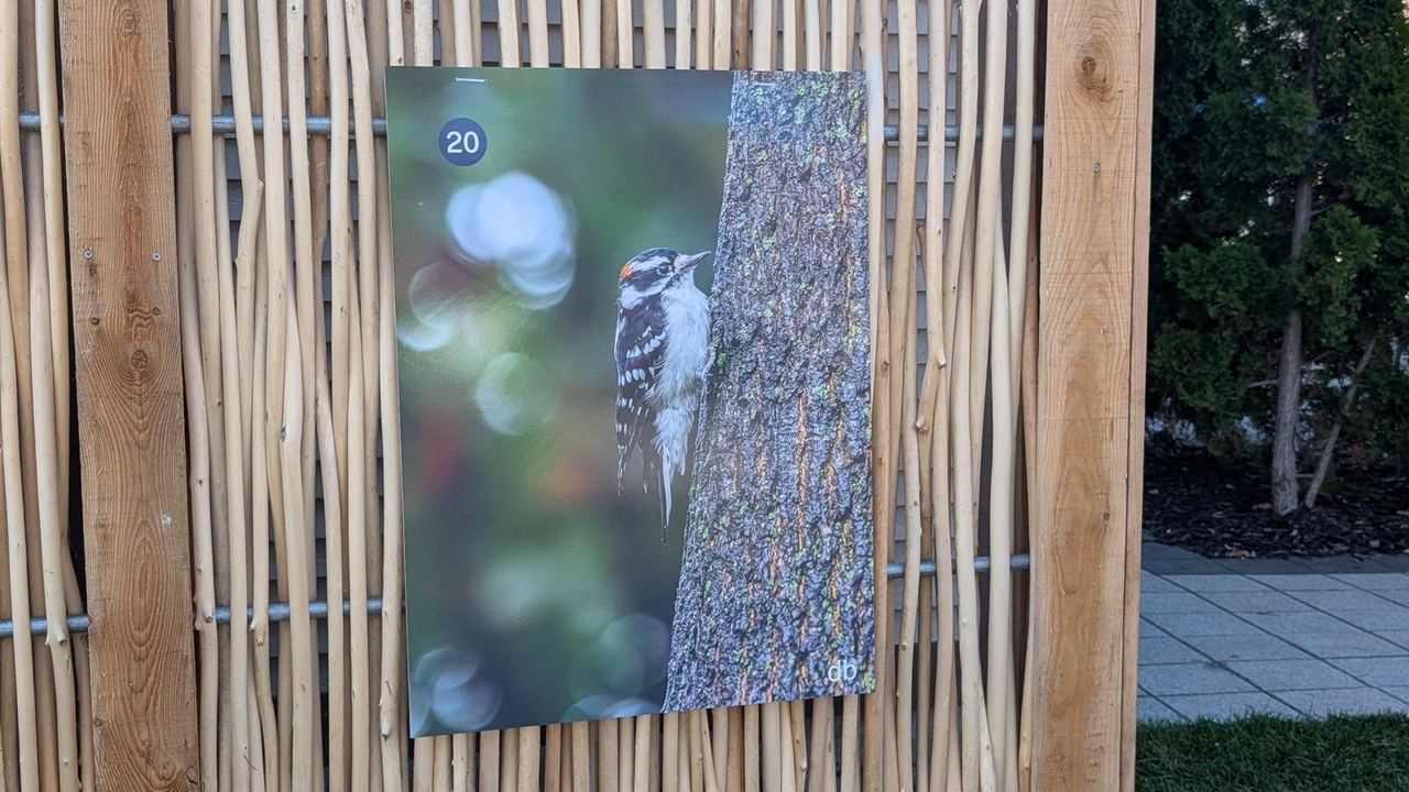 Naturellement Sainte-Anne : une célébration de la biodiversité à Sainte-Anne-de-Bellevue