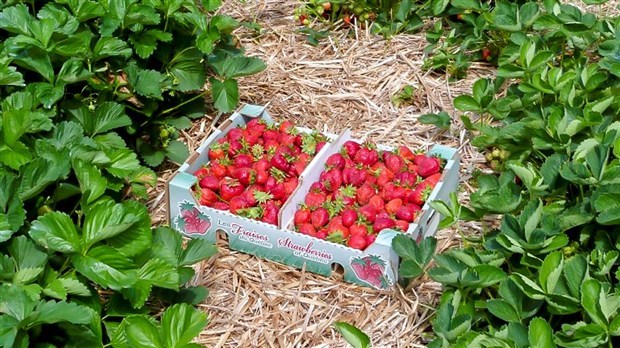 Projet Alternative Aliment-Terre: récupérer les surplus agricoles pour manger sain