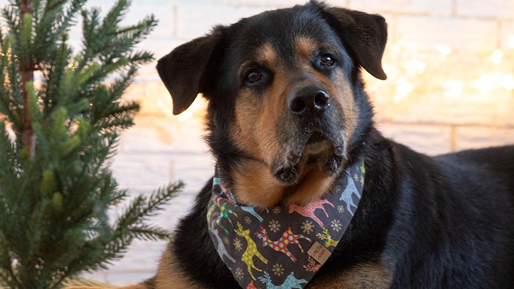 De joyeuses Fêtes à Chambly avec son animal de compagnie