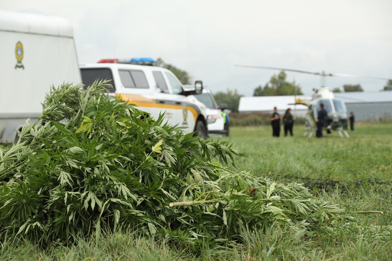 Lutte à la culture extérieure illicite de cannabis : Les policiers à l’affût