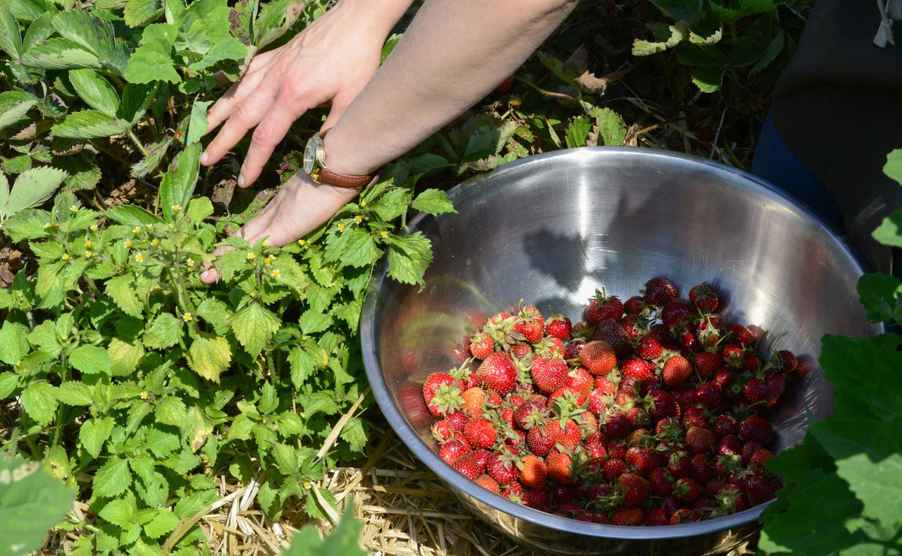 Les changements climatiques menaceraient les récoltes de fraises