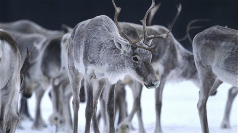 Protection du caribou forestier: des écologistes saluent l’ultimatum d’Ottawa