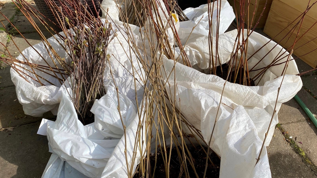 Distribution de plantules d'arbres à Sainte-Thérèse
