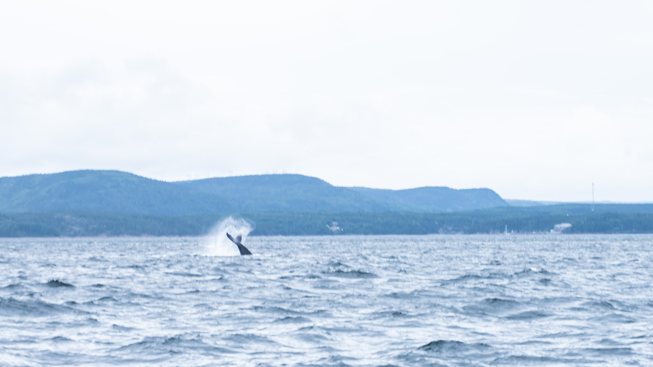 Vingt millions de dollars pour protéger les baleines