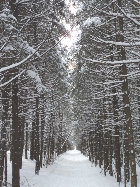 Chemin des pins