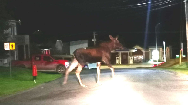 Gambade d'un jeune orignal à Saint-Georges la nuit dernière