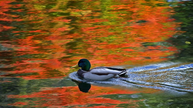 Automne 2026: températures au-dessus de la moyenne et hiver retardé