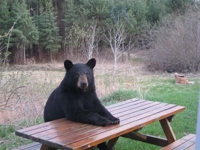 Un ours qui s'invite à dîner.