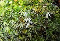 Pas de nouveau procès pour un producteur de pot