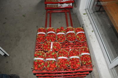 Une semaine décisive pour les fraises