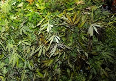 Producteur de pot récidiviste au pénitencier