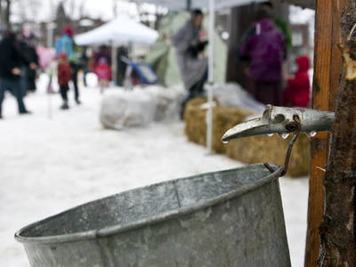 Les érables de Lanaudière coulent malgré la chaleur