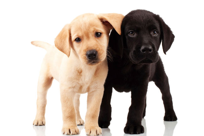 Découvrir le labrador