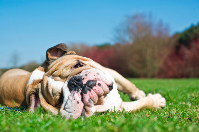 La canicule et votre chien