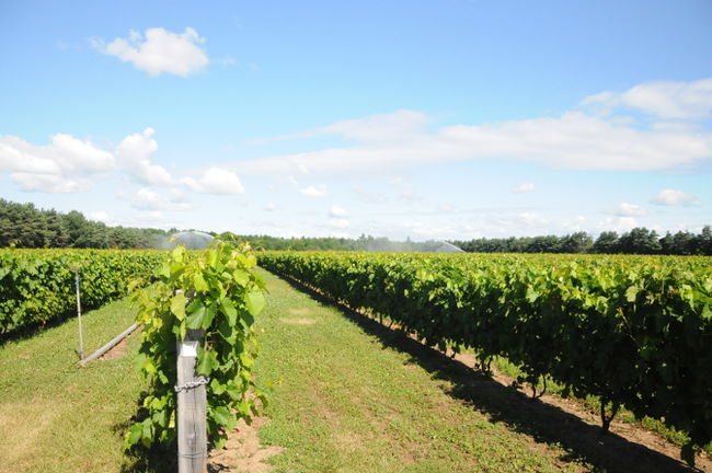 Les vignobles connaissent une année record