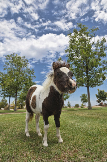 Le cheval miniature