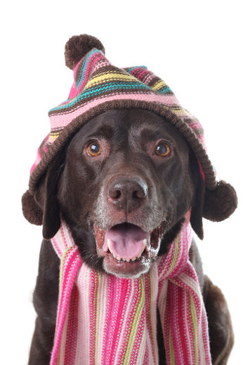 Votre chien et le froid de l’hiver
