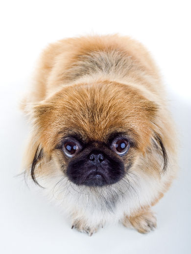 Avoir un chien en appartement