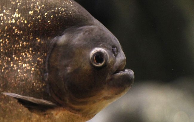Le pacu rouge ne représente aucun danger pour la population