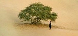 Le film Timbuktu est présenté au Ciné-blabla du CRAPO