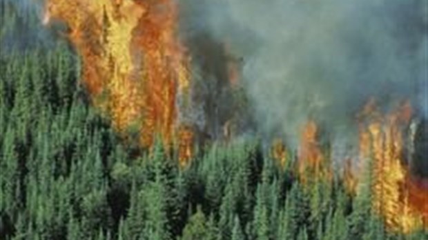 Trois incendies ravagent 12 hectares de forêt