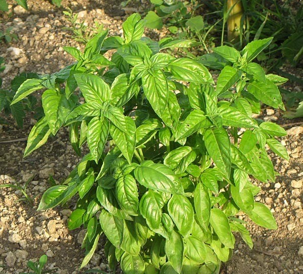 Un paysage odorant et goûteux à Joliette :  Basilic frais à cueillir