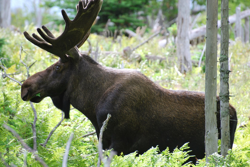 Ouverture de la chasse : les chasseurs invités à adopter une bonne conduite