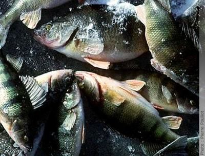 Moratoire de cinq ans sur la pêche à la perchaude au lac Saint-Pierre