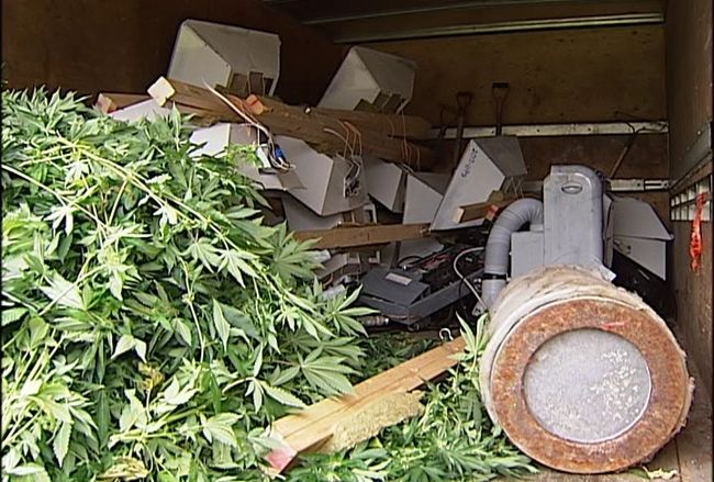 800 plants de cannabis saisis à Trois-Rivières