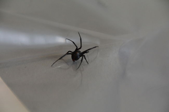 Une veuve noire trouvée à Trois-Rivières