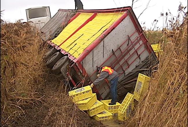 Ballade mouvementée pour des poulets