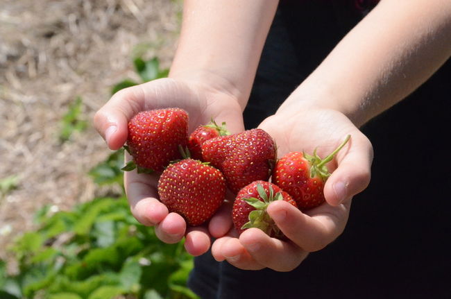 Bonne année de récolte pour la fraise d’été en Mauricie