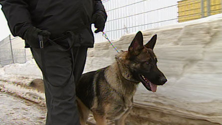 Les chiens de protection ont la cote