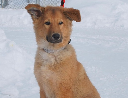 Le chien volé à la SPA retrouvé et prêt pour l'adoption
