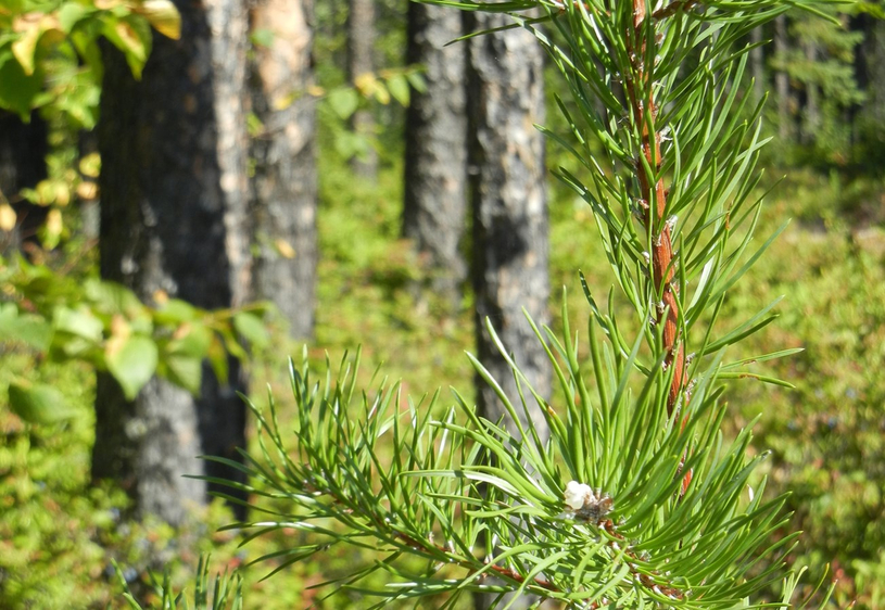 La Tuque lance un appel de projets à toute la Mauricie pour l’aménagement durable des forêts