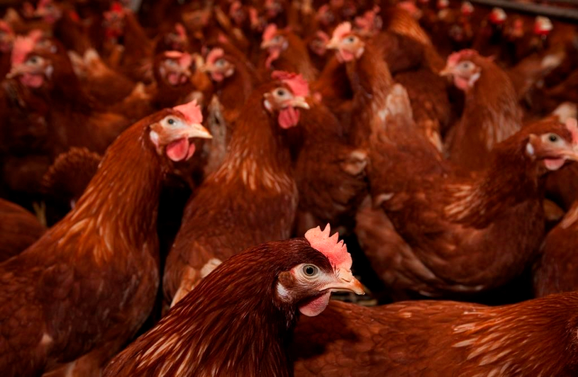 Devrait-on s'inquiéter de la grippe aviaire H5N1?