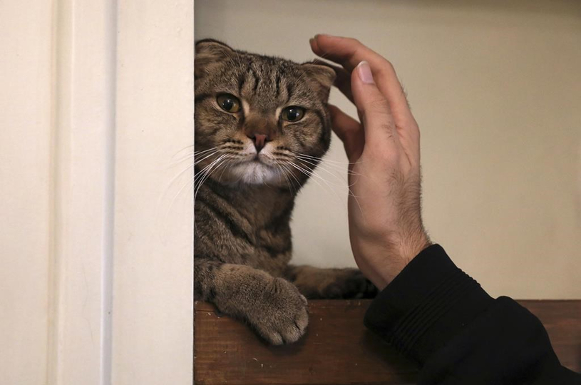 Hausse d'abandons d'animaux de compagnie provoquée par l'inflation