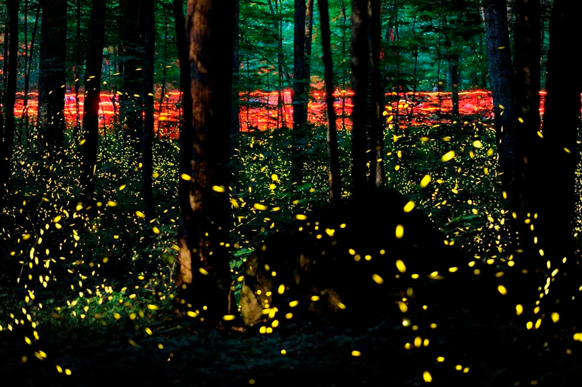 Les changements climatiques et la pollution lumineuse menacent les lucioles