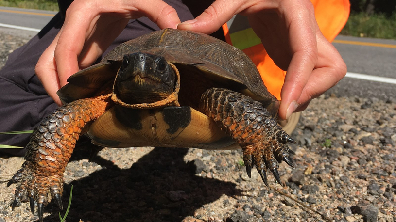 Le comité Tortue Action Mauricie renouvelle ses engagements et activités