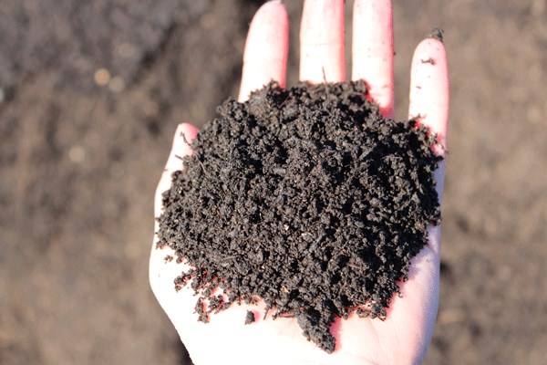 Succès retentissant pour la distribution de compost à Rimouski 